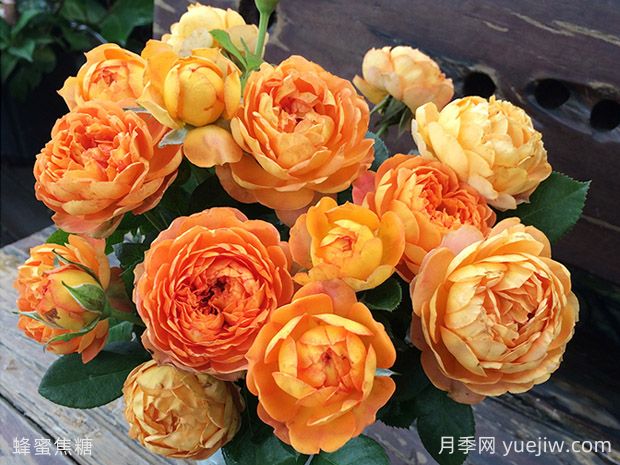 抗病耐熱的蜂蜜焦糖月季該如何去養(yǎng)護？(圖2)