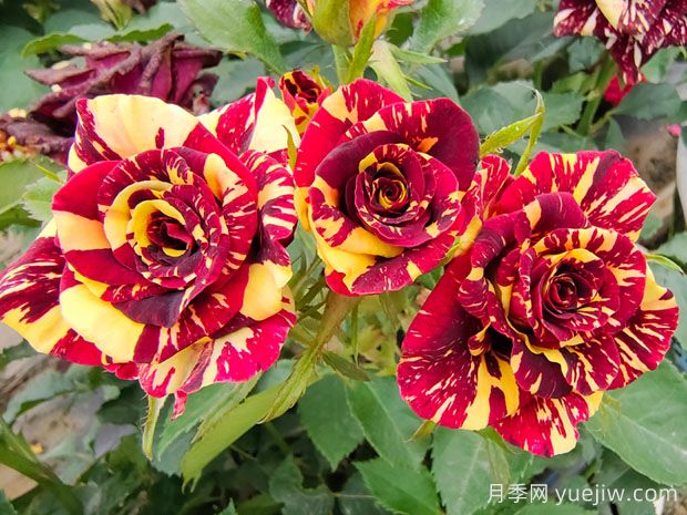 養(yǎng)花新手必知，30個植物的養(yǎng)護(hù)辦法分享(圖1)