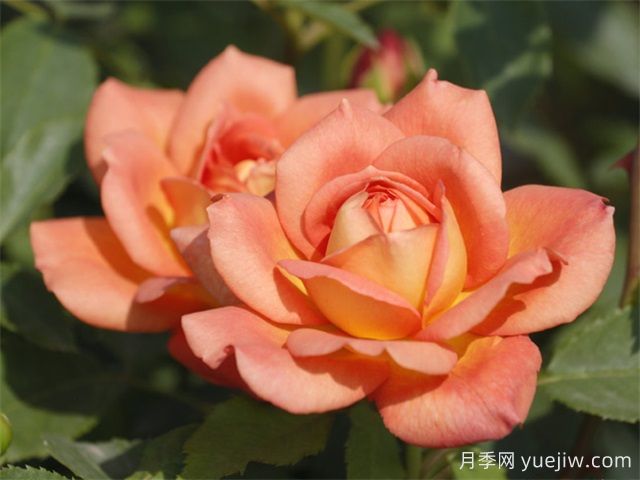 北京什么月季品種又美又優(yōu)秀？帶你來(lái)看(圖5)