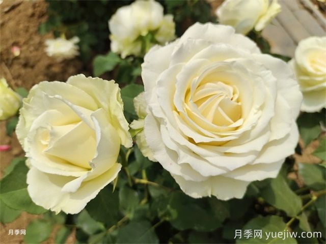 北京什么月季品種又美又優(yōu)秀？帶你來(lái)看(圖4)