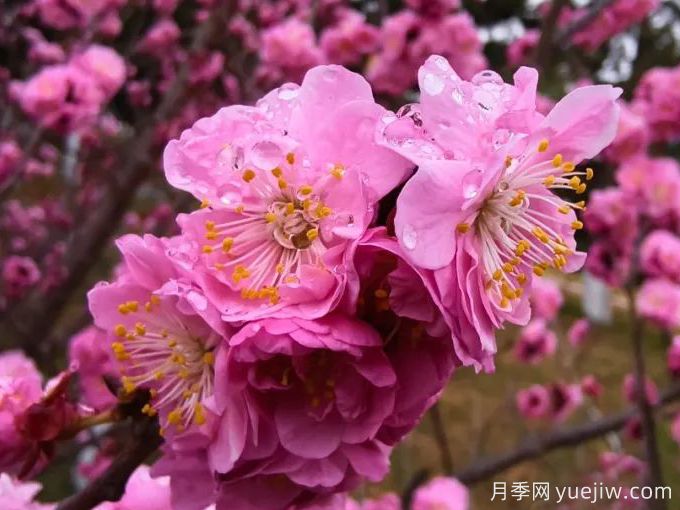 冬季里***耐寒的15種花卉，***耐寒的花推薦(圖1)
