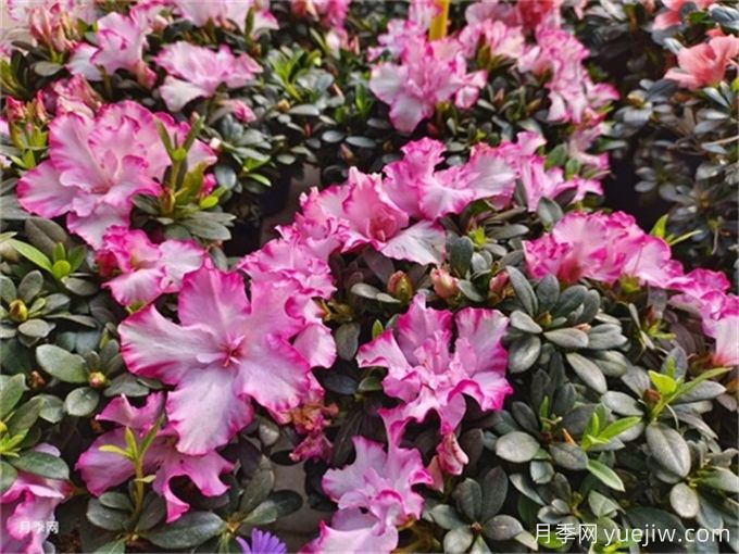 冬季里***耐寒的15種花卉，***耐寒的花推薦(圖3)