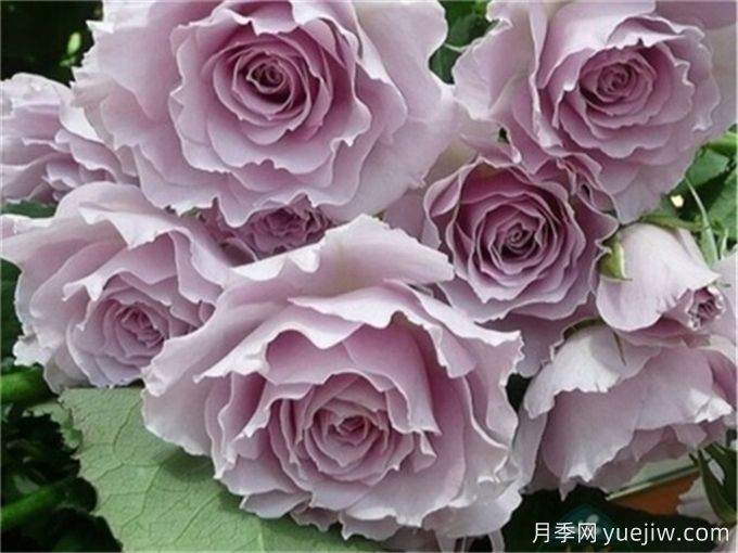 推薦11個香味濃郁的月季品種，開花令人陶醉(圖6)