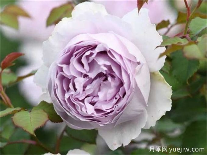 推薦11個香味濃郁的月季品種，開花令人陶醉(圖5)
