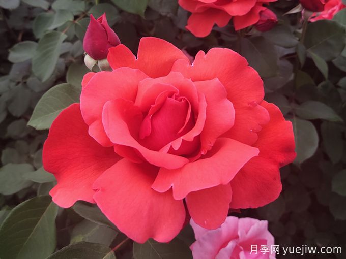 花朵大，長(zhǎng)勢(shì)強(qiáng)，還得是緋扇月季(圖1)