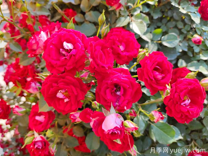 夏季月季花越開(kāi)越小怎么辦？(圖1)