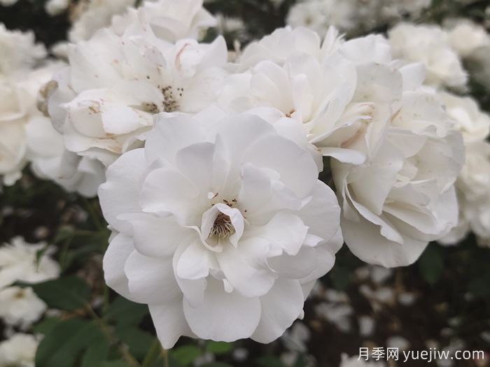 7種顏色的月季花，搞怪花語(yǔ)分別是什么？(圖2)