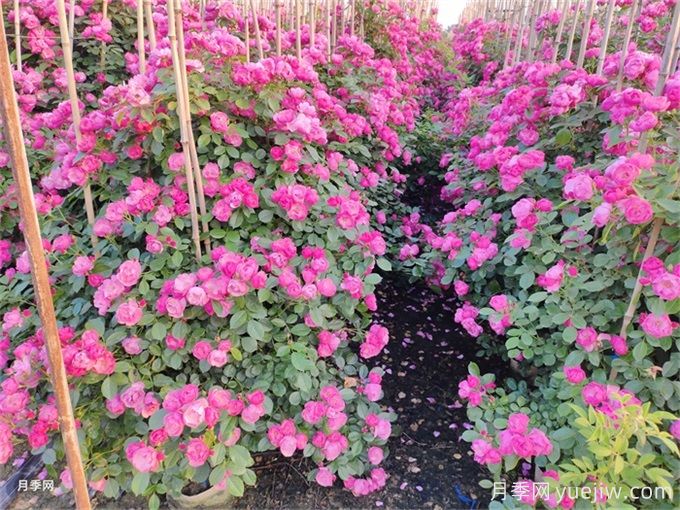 夏季藤本月季花后能牽引嗎？要不要修剪打頂？(圖1)