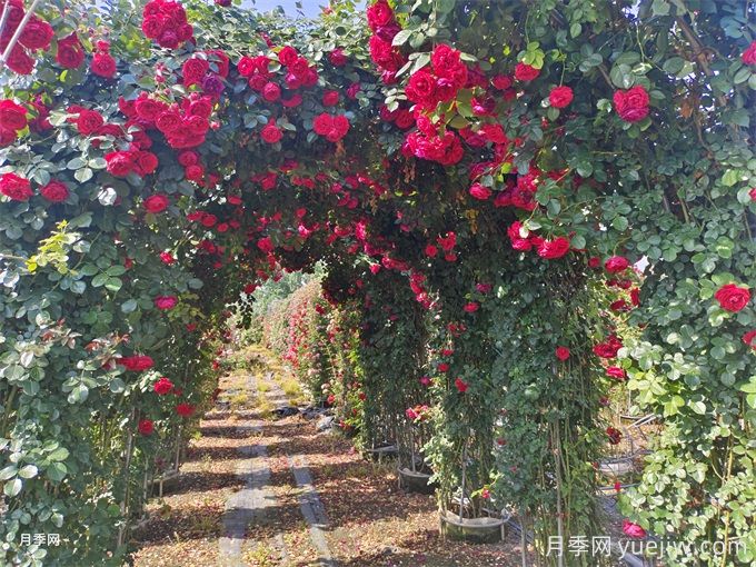 夏季藤本月季花后能牽引嗎？要不要修剪打頂？(圖2)
