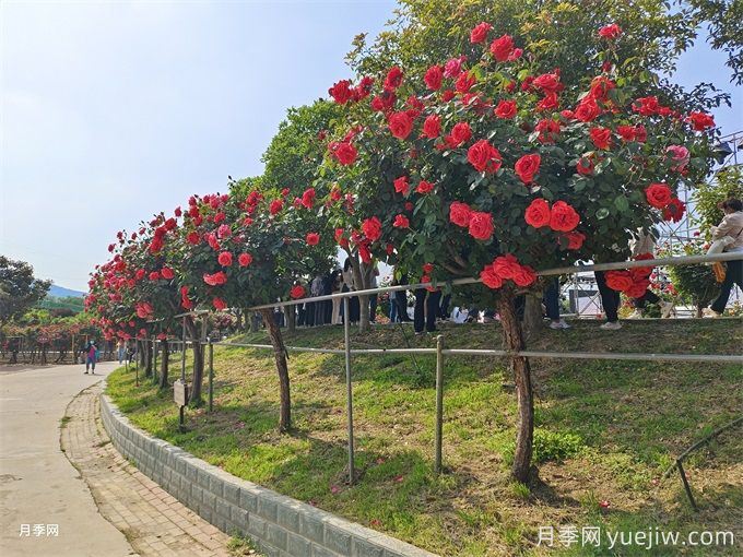 園林綠化養(yǎng)護作業(yè)安全注意事項22條(圖1)