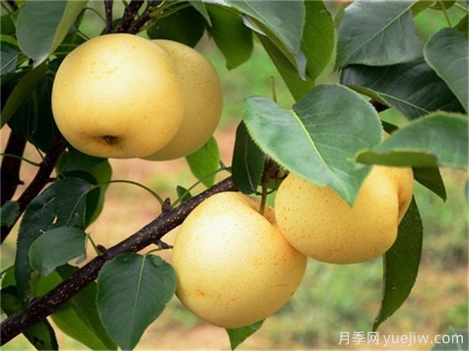 10種適合庭院種植的果樹，實(shí)現(xiàn)水果自由(圖1)