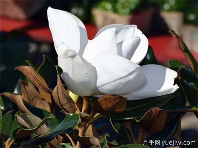 廣玉蘭簡介，廣玉蘭應(yīng)用和養(yǎng)護(hù)(圖1)