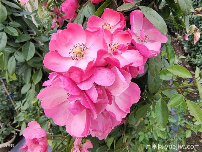 月季熬不過夏天，夏季月季如何養(yǎng)護(hù)？(圖2)