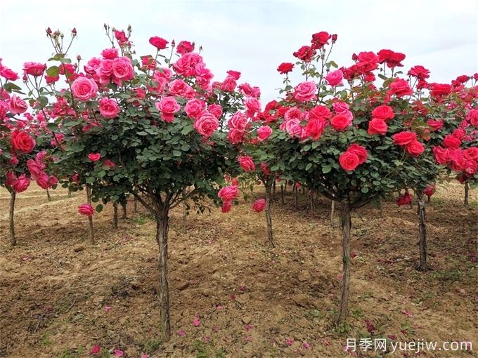 園林植物設(shè)計(jì)，超強(qiáng)植物知識(shí)總結(jié)(圖1)
