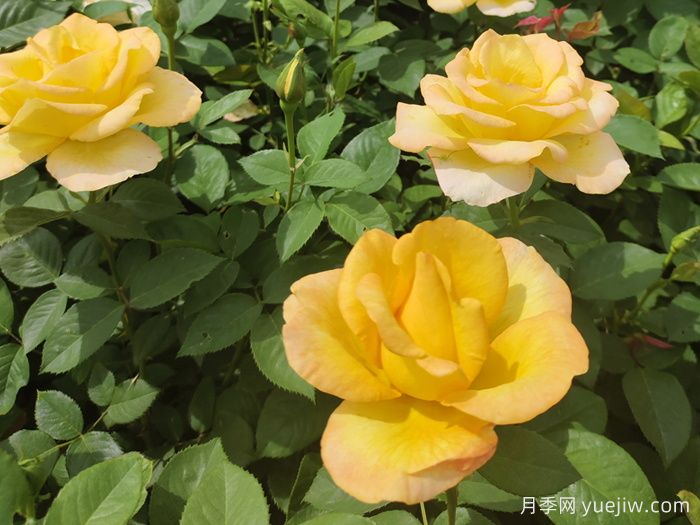 月季花骨朵垂下來什么原因？(圖1)