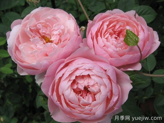 安妮克城堡月季，花姿優(yōu)雅，色彩迷人(圖2)