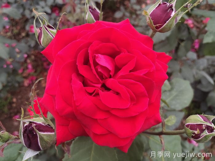 喜歡月季花，你知道月季花該如何養(yǎng)？(圖1)