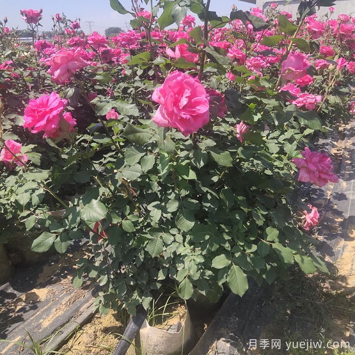 月季栽植的具體步驟有哪些？(圖1)