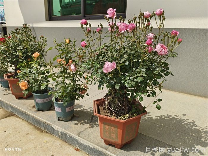 盆栽月季老是死？陽臺如何養(yǎng)好盆栽月季？(圖1)