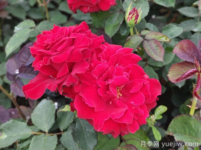 月季、玫瑰與薔薇，究竟誰是源頭？(圖2)