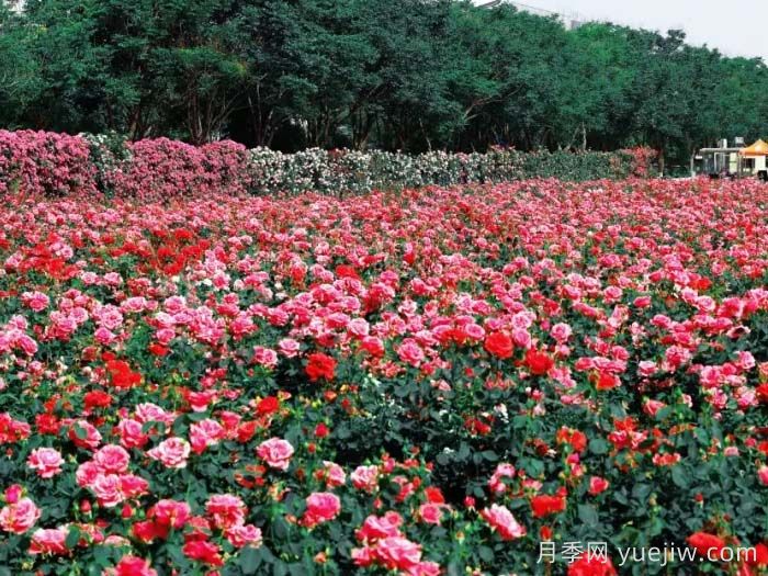 月季名園：西安西咸新區(qū)云間花境(圖2)