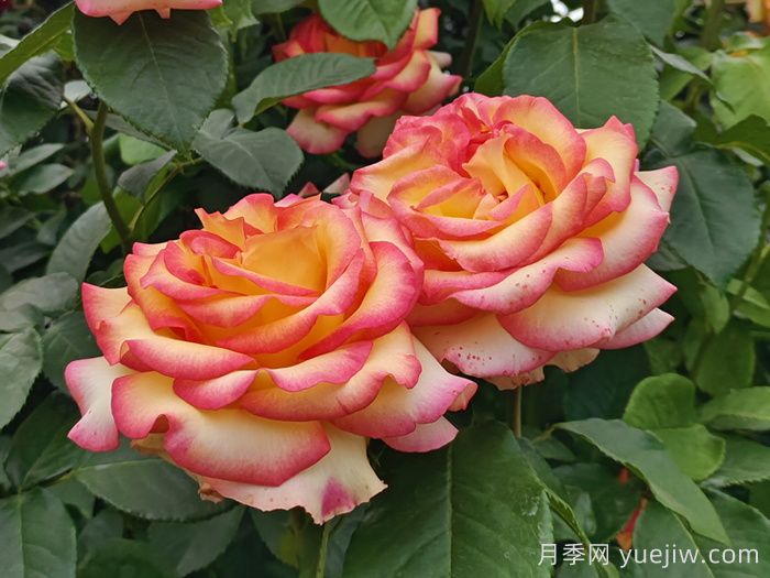 10分鐘學(xué)會(huì)月季養(yǎng)法，高手經(jīng)驗(yàn)總結(jié)(圖1)