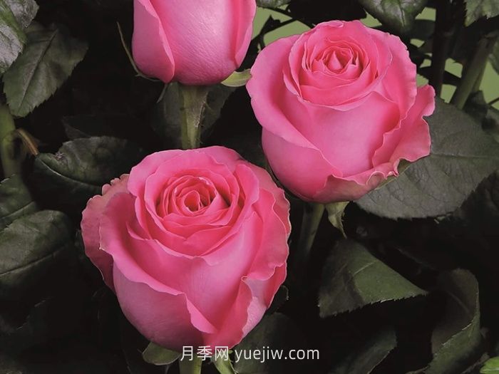 上海夫人月季介紹和優(yōu)缺點(diǎn)(圖1)