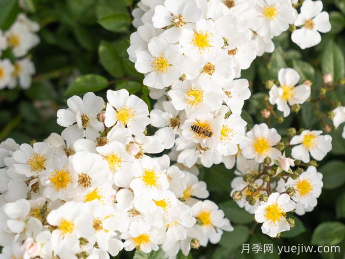 慕雪月季(圖1)